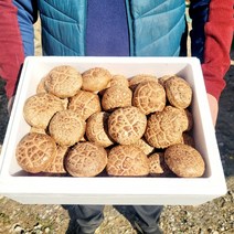 생화고버섯 몸에좋은 버섯 국내산 무농약 특품 생 백화고 표고버섯 1kg 2kg, 생화고1kg
