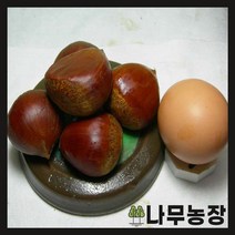 (나무농장) 밤나무 옥광 접목1년 묘목