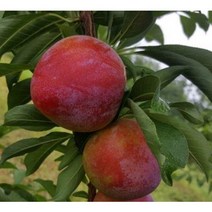 자두나무묘목 7품종 특묘 왕자두 호무샤 추희 왕피자두 로얄대석 자엽자두 접목 1년생유실수, 01 로얄대석