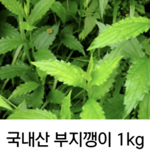 국내산 당일 채취 신선한 생 부지깽이 나물 1kg 2kg 3kg 울릉도 청정지역 봄나물 쑥부쟁이 부지갱이 울릉도취나물 국산 싱싱한 나물 무침 부지갱이밥 반찬, 1개