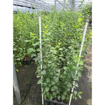 마하렙 체리 대목 실생묘 ( 대한농원 ), 1개