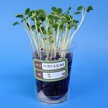 사이언샵 쌍떡잎 식물(무)기르기/식물의한살이(1인세트)