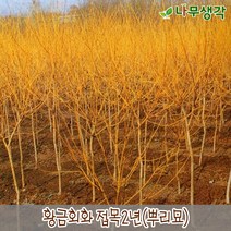 착한가격나무생각 황금회화 접목2년 뿌리묘 5주묶음, 주
