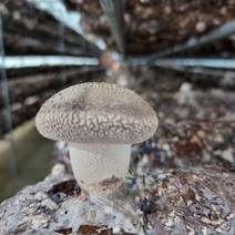 국산 무농약 생표고버섯 500g, 4.생표고버섯(특품) 1kg