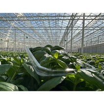 바질 생바질 100g 스마트팜 유리온실 무주원 당일수확