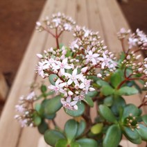 꽃피는 염좌 미니염좌 가을 꽃염자 크라슐라 속 다육이 다육식물, 2)꽃피는염좌중품110