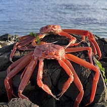 당일 조업 싱싱한 포항 자숙 찜 연지홍게 실속형 2.5Kg(5~9마리)
