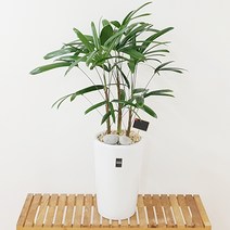 햇살농장 공기정화식물 인테리어 거실화분 개업화분[중형화분은 전국배송(대형화분은서울지역 경기일부지역 당일배송)]<대형화분 배송지역 확인>, 1개, 2.(중형)관음죽” class=”wr-img”></a></div></p></div></p></div></p></div><div class=