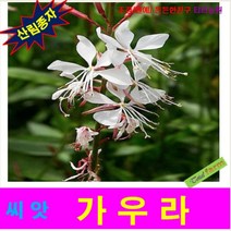 [올유원트] 티티희귀씨앗 가우라 씨앗 100 립, 상세페이지 참조