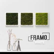 [바보사랑] 스칸디아모스 북유럽 천연 이끼 식물 인테리어 액자, 스칸디아모스컬러:WH03.스프링그린