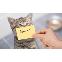 (코쿤펫)무료배송 고양이 구내염치료제 초기치료상비약, 베이직스프레이