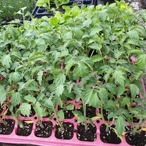 안산 플라워마트 대추방울토마토모종 빨강 2개