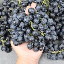 씨없는포도 수입포도 세이블 블랙포도 1kg 2kg, 수입 세이블 블랙포도 1kg, 1개