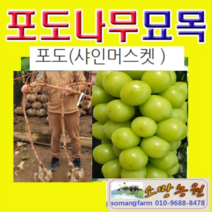 (D소망)샤인머스켓 청포도묘목(분) 결실주트 1그루