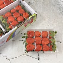 [산지직송] 생 딸기 달달한 하우스 설향 딸기 (대)사이즈, 딸기 500g 4팩