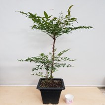 [용이네 화원] 층층이 어울어진 2단 남천나무 중형 195 농원