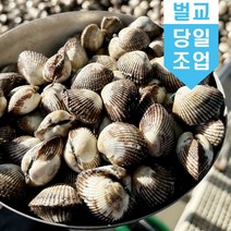 벌교 꼬막 새꼬막 1kg 당일조업 어민살리기 프로젝트 산지직송 소 중 대, 새꼬막(상)_1kg_85미~95미, 1개