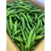 패밀리 싱싱하고 아삭한 모닝고추 안매운고추 특품 500g 1kg 2kg 4kg, 모닝고추 특품 500g, 1개