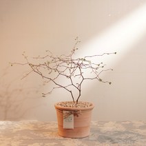 애스토니 뮬렌베키아 마오리소포라 분위기 있는 추위에 강한 식물, 토분받침, 테이블야자(그레이토분), 1개