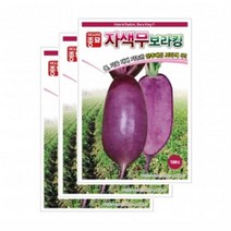 아시아종묘 채소씨앗 - 자색무씨앗 보라킹 (100립x3)