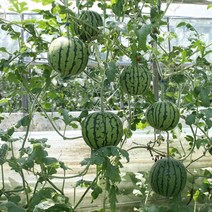 육묘장 원예용 주말농장 수박모종 애플수박모종 5주 10주 20주 40주 미니수박, 푸띠 미니수박 애플수박모종 5주