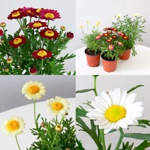 목마가렛 꽃모종 소품 야생화 국화 관엽식물 플랜테리어 가을 마거리트 화분 실내화초 마이플랜트, 흰색