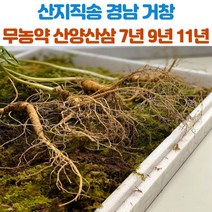 산지직송 거창 산양삼 산양산삼 7년근 9년근 11년근 7뿌리 산삼 장뇌삼, 9년근_7뿌리