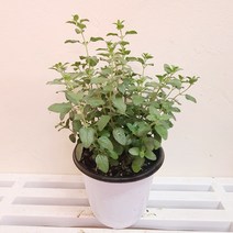 체리세이지(중품) 허브식물 허브모종 향기나는 허브08, 1개