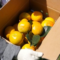 경남 진영 햇 부유 단감, 2kg(소과), 1개