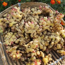서산 흙생강 2kg or 3kg, 10kg, 1개