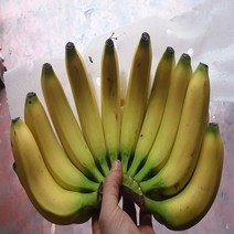 바나나3송이6kg 가격비교순위