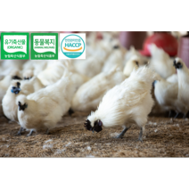 <부화용> [[[농림식품부 표창 수상]]] 유기축산물인증(organic) 동물복지인증 백봉오골계 종란 <부화용>, 20구, 1개” class=”wr-img”></a></div></div></div></div><div class=