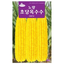 노랑 초당옥수수씨앗 100립, 노랑초당옥수수씨앗