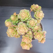 꽃다리 누다 자연군생 60 다육식물 다육이 아이만 배송