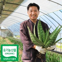 권도영알로에 유기농 생알로에 사포나리아 1kg 식용 먹는알로에, 알로에 생잎 3kg