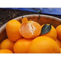 천혜향 선물세트 명절 설 5kg 3kg 2kg, 선물용(가방포함), 특대(8-14과) 5kg