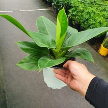 꽃백화점 대엽콩고 중품 생명력 최강 25~40cm 59, 1개