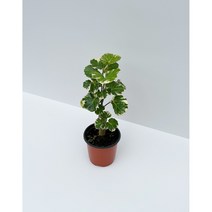 펠리체가든 무늬파비안 파비안느 파비앙 10cm 화분, 1개