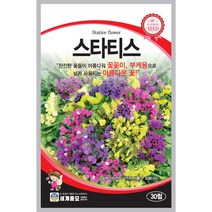 스타티스 씨앗 꽃씨 꽃 종자 야생화 정원 식물 30알