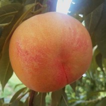 복숭아나무 황도복숭아(대태양골드) [접목1년] kjot