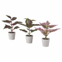 이케아 페이카 인조식물+화분3P 실내외겸용 콜리우스 6x18cm 화분지름6cm 폴리에틸렌