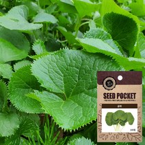 월드가드닝 정원 텃밭 좋은 씨앗 곰취씨, 100개