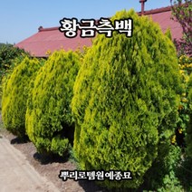 뿌리로템원예종묘_황금측백나무 분묘 삽목1년털이묘/30cm 40cm 80cm 묘목, 키40~50cm