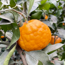 초고당도 설국향 신비향 수라향 5kg(20-30과) 고당도 천혜향 레드향 교배 신품종, 고당도 설국향 정품 5kg(20-30과)