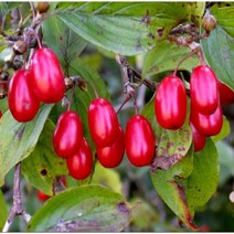 묘목/ 산수유 R3cm내외 R0561