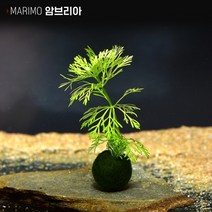 헬로아쿠아 모음)심쿵 수초아이템 160종 쉬운수초 어항장식 열대어 어항꾸미기 수족관꾸미기, 104번) 마리모 수초 암브리아