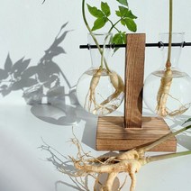 무농약 세척 수진생 15뿌리 수경재배 잎 째먹는 장뇌 산삼 산양삼 산삼 산양삼 장뇌삼 산삼 건강식품 오쿠용인삼, 드테일컴퍼니 1, 드테일컴퍼니 본상품선택