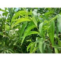 토종 복숭아 잎 개복숭아 돌복숭아 이파리, 1개, 300g