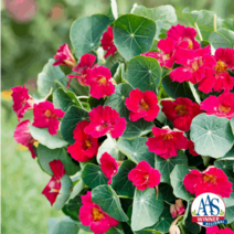 [NEW]신종 한련화 베이비 로즈 (꽃씨앗/10립) Nasturtium Baby Rose