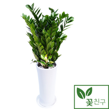 꽃친구 금전수 돈나무 전국 당일배송 개업 축하 집들이 사무실 화분, 금전수 사기분